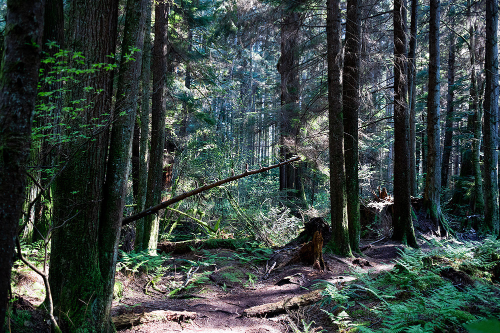 Photo Vancouver Stanley Park Canada